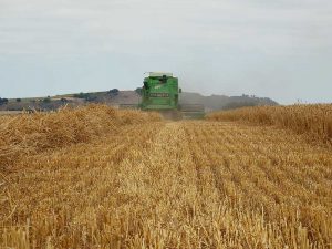 campo cereal