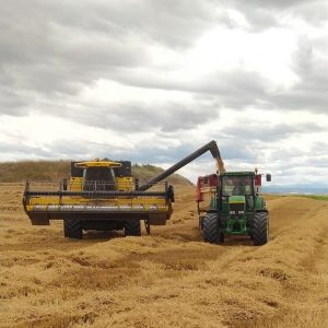 Inicio de la cosecha de cereal de 2021