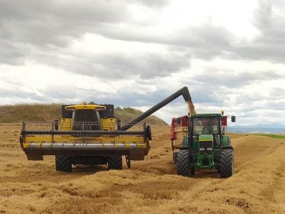 Inicio de la cosecha de cereal de 2021