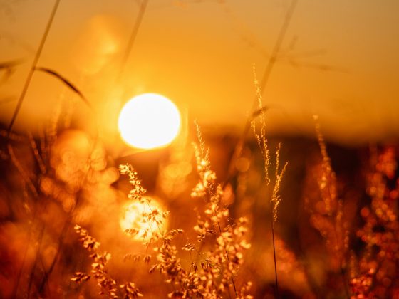 Imagen de calor en el campo