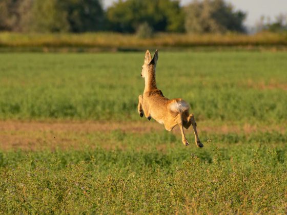 Un corzo en una explotación agraria
