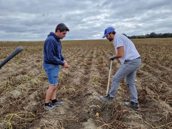 Víctor Martínez (SAR) y Juan José Alonso (YARA) recolectan las primeras patatas fruto del ensayo.