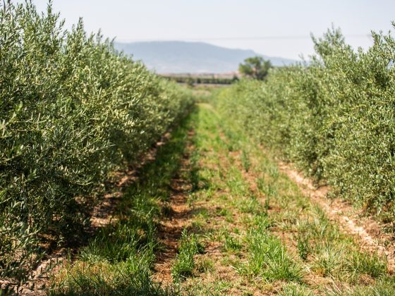 Araj Asaja. Agricultura. Aldeanueva de Ebro. Olivos